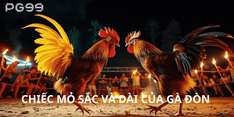 Chiếc mỏ sắc bén và dài của những chú gà đòn