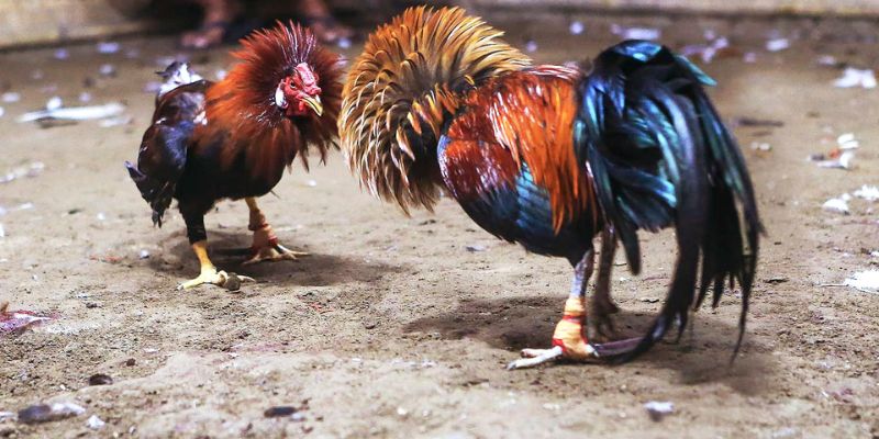 Đá gà Thomo tại PG99 là trò chơi cá cược trực tuyến cho phép người chơi đặt cược vào kết quả trận đấu.