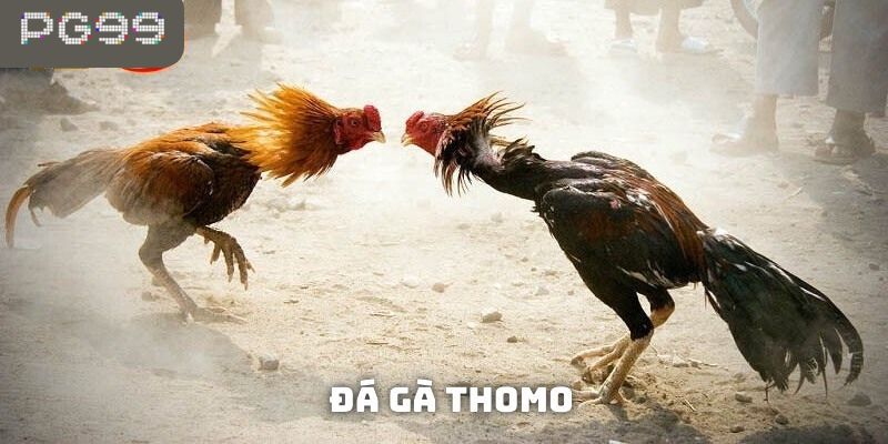 Hình ảnh của những trận đá gà Thomo hấp dẫn