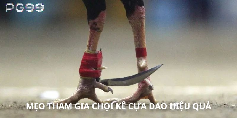 Mẹo tham gia chọi kê cựa dao hiệu quả nên áp dụng