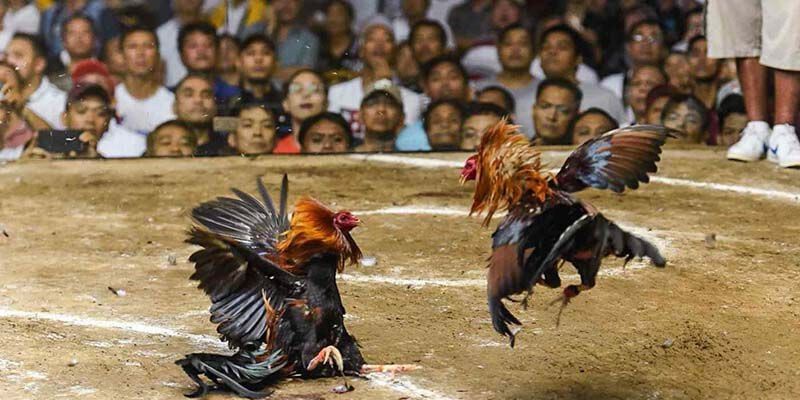 Quy luật đá gà cựa dao