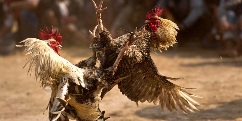 Thế đá gà đòn cựa dao