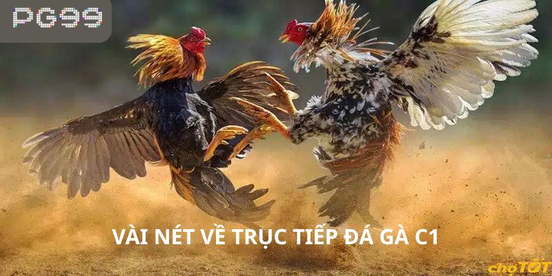 Một số thông tin cơ bản về việc trực tiếp đá gà C1 hôm nay